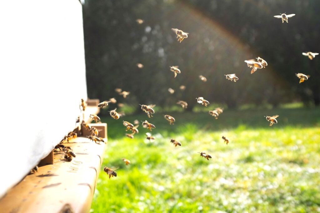 Unsplashed Bees returning to the hive with resources or performing orientation flights.