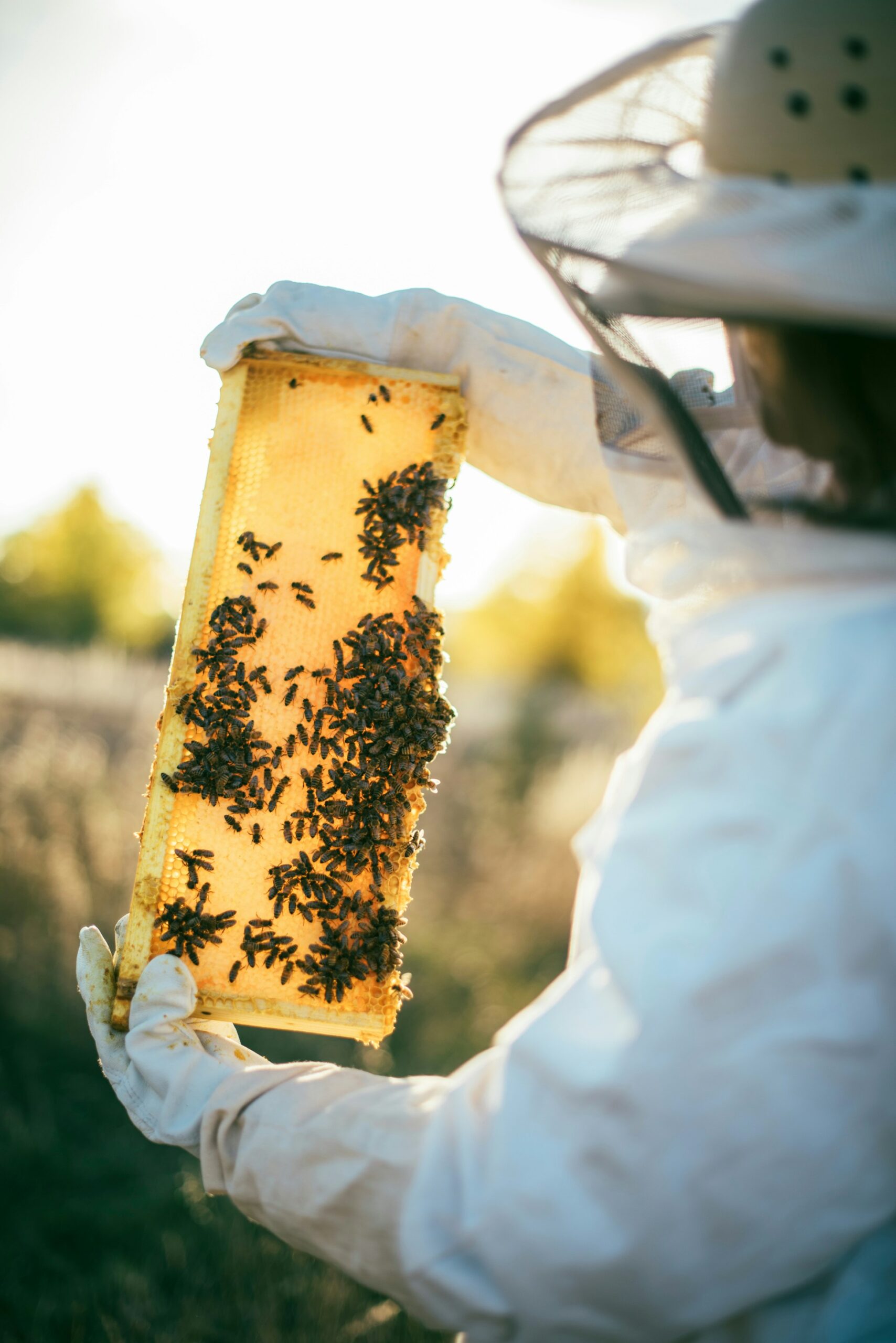 Beginning Beekeeping Books – Top 5 Must-Read