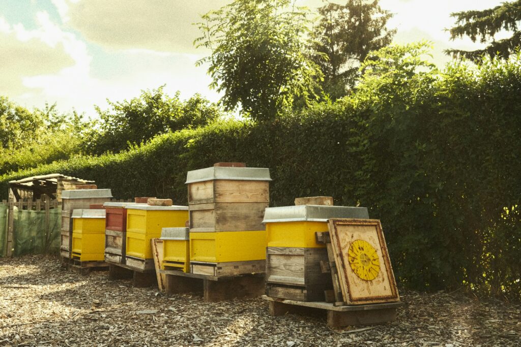 unsplashed Typical apiary setup, using traditional hive bodies.