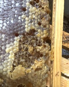 Honey fermenting while still in a frame
