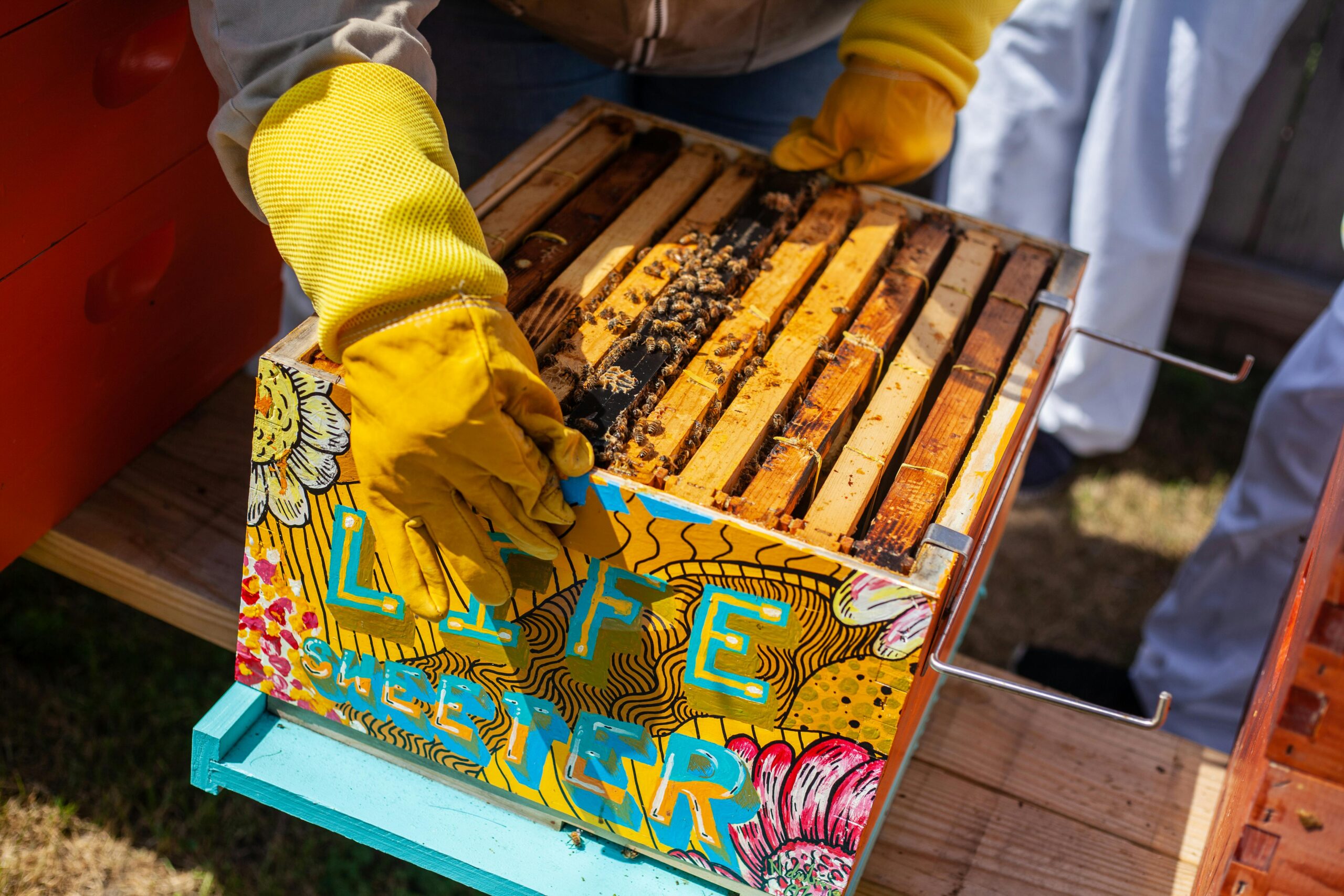 Starting Your Beekeeping Journey: Should You Begin with 1 Hive or 2?